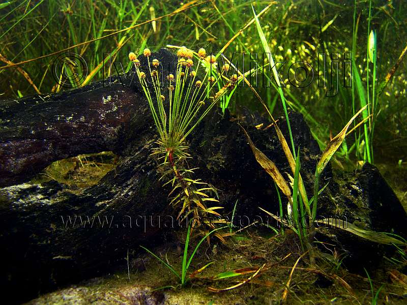 AQUATIC PLANT 8